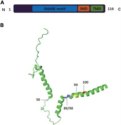 The function of VAMP2 in mediating membrane fusion: An overview